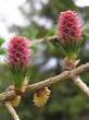 smrekovec opadavý (Larix decidua) - samičie (♀) šištice (červené)