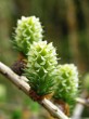 smrekovec opadavý (Larix decidua) - samičie (♀) šištice (zelené)
