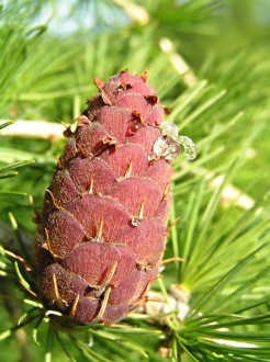 smrekovec opadavý (Larix decidua) - dozrievajúca šiška (červené kvety)