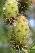 smrekovec opadavý (Larix decidua) - dozrievajúca šiška (zelené kvety)