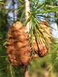 smrekovec opadavý (Larix decidua) - dozretá šiška (na jeseň prvého roku)