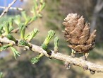 smrekovec opadavý (Larix decidua) - stará 2 - 3 ročná šiška