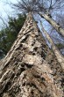 smrekovec opadavý (Larix decidua) - vytvára priame, priebežné a plnodrevné kmene