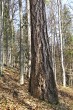 smrekovec opadavý (Larix decidua) - borka