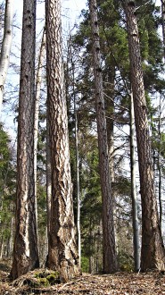 smrekovec opadavý (Larix decidua)