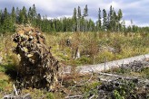 smrekovec opadavý (Larix decidua) - koreňová sústava