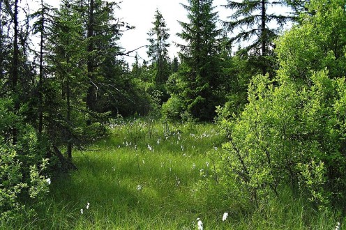 vŕba päťtyčinková (Salix pentadra) - prostredie rašeliniska s výskytom vŕby päťtyčinkovej