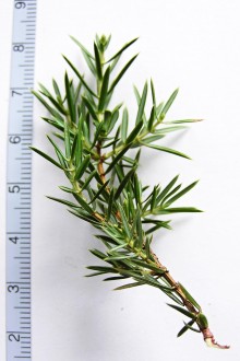 borievka obačajná (Juniperus communis)
