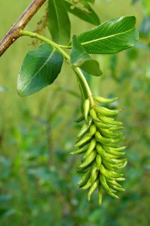 vŕba päťtyčinková (Salix pentadra) - tobolky