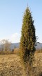 borievka obačajná (Juniperus communis)