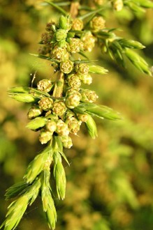 borievka obačajná (Juniperus communis) - samčie (♂) šištičky