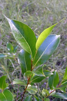 vŕba päťtyčinková (Salix pentadra) - vetvička s listami