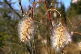 vŕba päťtyčinková (Salix pentadra) - páperisté nažky