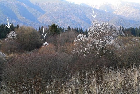 vŕba päťtyčinková (Salix pentadra) - samičie (♀) jedince vŕby päťtyčinkovej