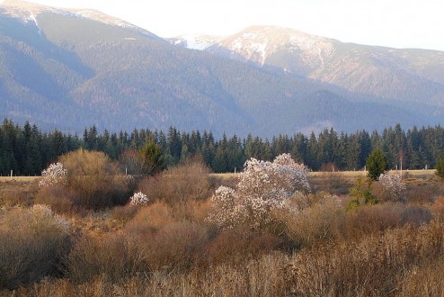 vŕba päťtyčinková (Salix pentadra)