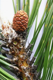 borovica čierna (Pinus nigra) - šištičky koncom prvého roku