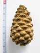 borovica čierna (Pinus nigra)