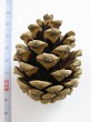 borovica čierna (Pinus nigra)