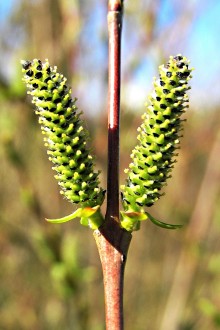 vŕba purpurová (Salix purpurea) - samičie (♀) jahňady