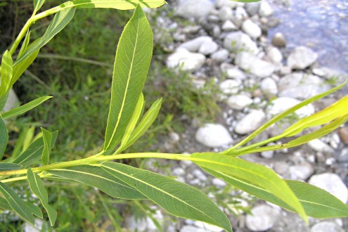 vŕba purpurová (Salix purpurea) - vetvička s listami