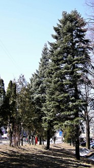 jedľa srienistá (Abies concolor) -  ako súčasť mestskej zelene (Liptovský Hrádok)