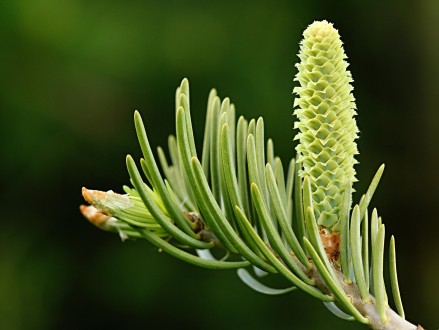 jedľa srienistá (Abies concolor) -   ♀ šištica