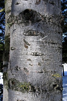 jedľa srienistá (Abies concolor) -  kôra so živicovými mechúrikmi