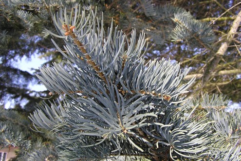 jedľa srienistá (Abies concolor)