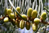 jedľa srienistá (Abies concolor) - samčie (♂) šištice (tesne pred rozvitím)