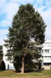 jedľa srienistá (Abies concolor) - pred poliklinikou v Liptovskom Hrádku