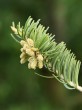 jedľa srienistá (Abies concolor) - samčie (♂) šištice
