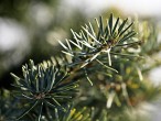 jedľa srienistá (Abies concolor)