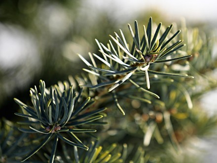 jedľa srienistá (Abies concolor)