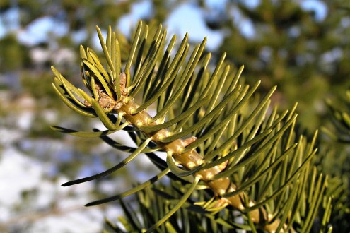 jedľa srienistá (Abies concolor)