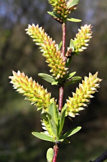 vŕba purpurová (Salix purpurea) - tobolky zoskupené do strapcovitých súplodí