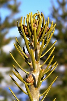 jedľa srienistá (Abies concolor)