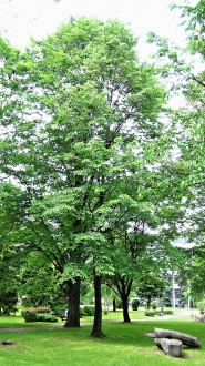 brest horský (Ulmus glabra) - park, Liptovský Mikuláš