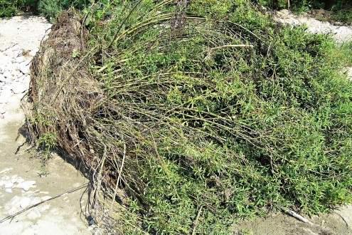 vŕba purpurová (Salix purpurea) - povodňou odtrhnutý ker vŕby purpurovej (za vhodných podmienok môže znovu zakoreniť a pokračovať v raste)