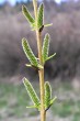 vŕba purpurová (Salix purpurea) - samičie (♀) jahňady