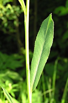 vŕba purpurová (Salix purpurea) - vrchná strana