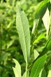 vŕba purpurová (Salix purpurea) - spodná strana