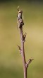 dub cerový (Quercus cerris)