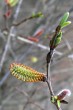 vŕba purpurová (Salix purpurea) - samčie (♂) jahňady