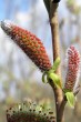 vŕba purpurová (Salix purpurea) - samčie (♂) jahňady