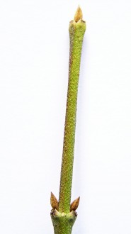 Euonymus europaeus (European spindle)