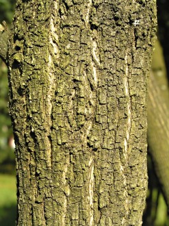 dráč obyčajný - borka