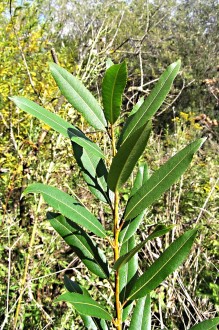 vŕba trojtyčinková (Salix triandra) - vetvička s listami (vrchná strana)
