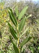 vŕba trojtyčinková (Salix triandra) - vetvička s listami (spodná strana)