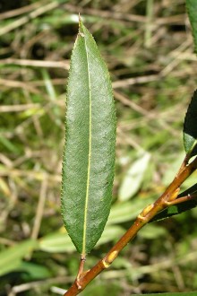 vŕba trojtyčinková (Salix triandra) - vrchná strana