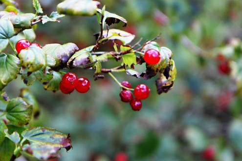 ríbezľa alpínska (Ribes alpinum)